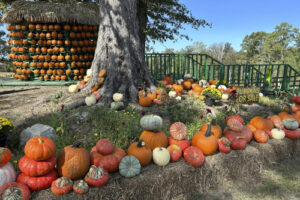 October Pumpkin Patch in Vernon Parish